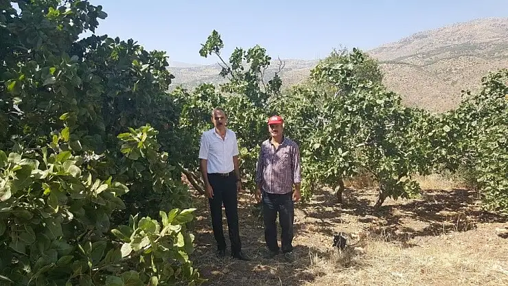'Melengiç ağaçları ürün vermeye başladı'