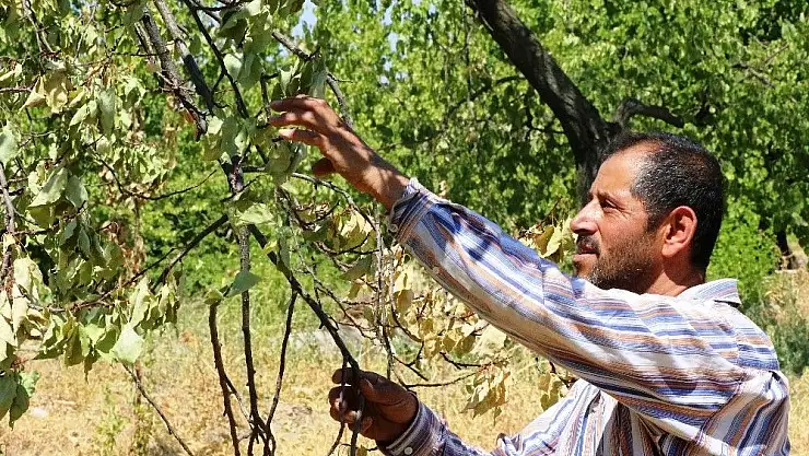 Malatya´da kayısı ağaçları susuzluktan kuruyor
