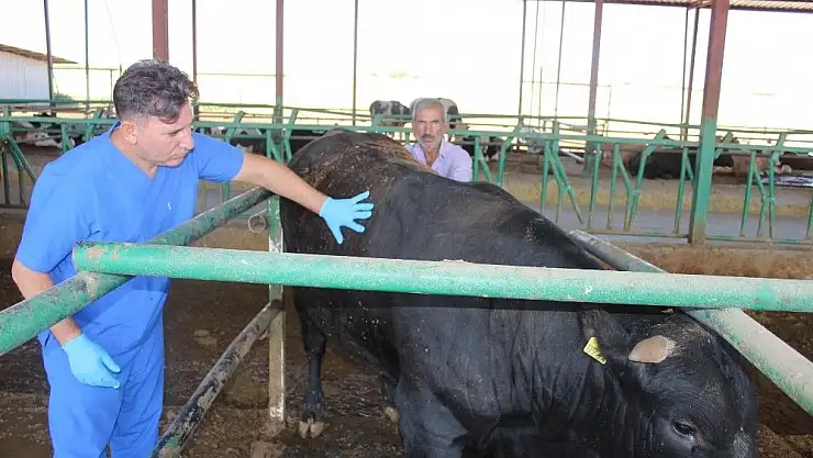 'Kurban alacaklara veteriner uyarısı'