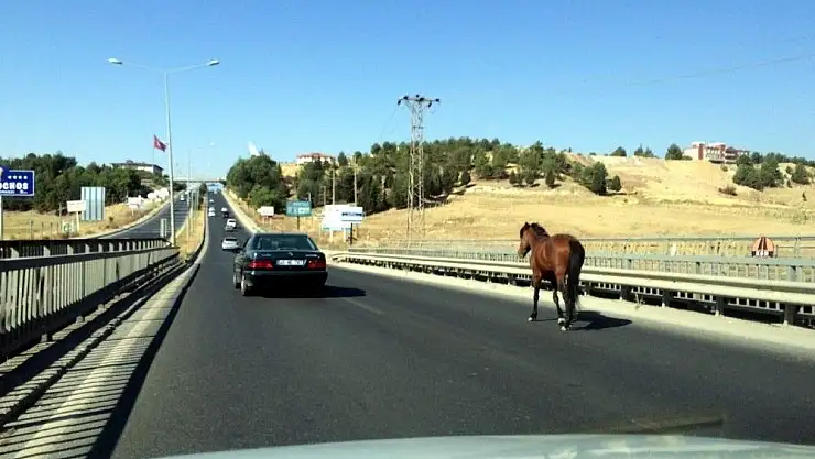 'Başıboş at trafiği alt üst etti'
