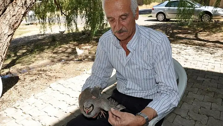 'Kaçak avda kullanılan kekliğe vatandaş sahip çıktı'
