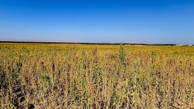 'Kinoa´da hasat zamanı'