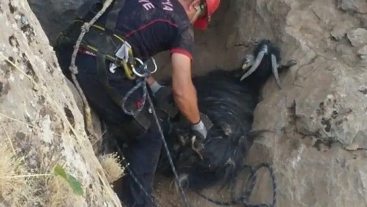 Kayalıklarda mahsur kalan keçiler kurtarıldı
