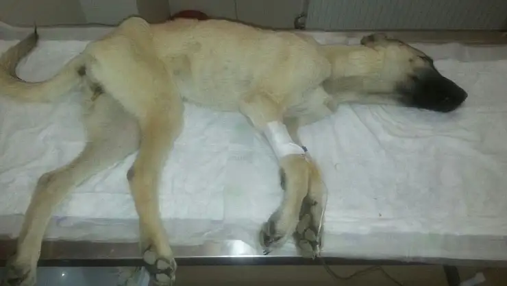 Malatya'da Hasta sokak köpeği için hayvanseverler seferber oldu