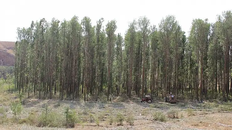 'Dedeler ekiyor torunlar biçiyor.'