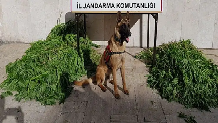 'Sivas´ta uyuşturucu operasyonu'