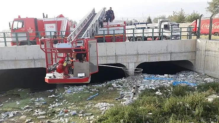 'Sulama kanalına düşen kedi itfaiye merdiveniyle kurtarıldı'