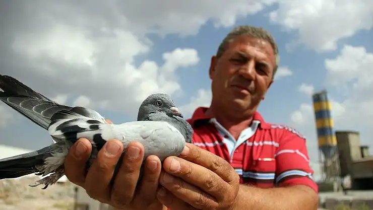 'Bulduğu taklacı güvercinin sahibini arıyor'