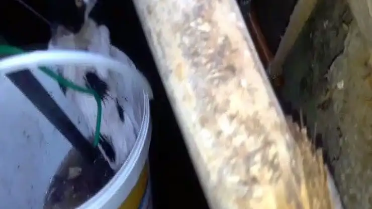 Malatya'da Su kuyusuna düşen kedi kurtarıldı