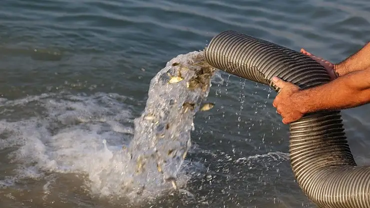 'Barajlara 770 bin sazan balığı bırakıldı'