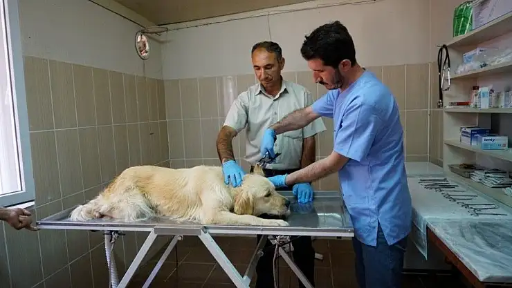 'Sokak hayvanlarına yönelik çalışmalar hızlandırıldı'