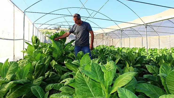 'Serada yetiştirdiği tütünden kısa sürede iki katı verim aldı'