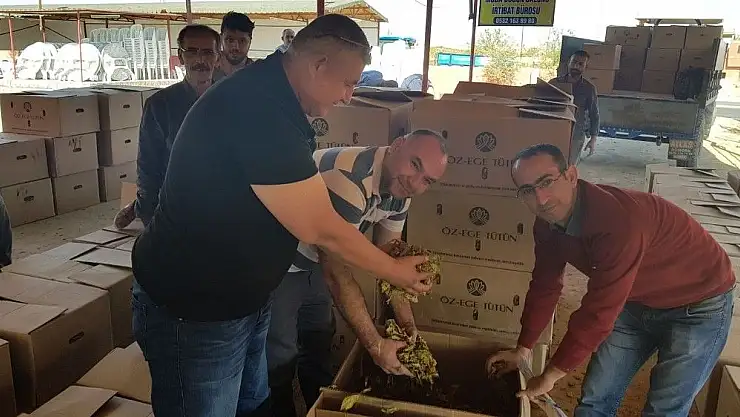 'Tütün mahsulünde ilk alımlar başladı'