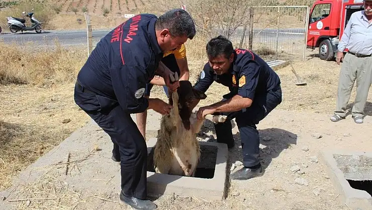 'Köpeklerin kovalamasıyla kuyuya düşen 37 koyun kurtarıldı'