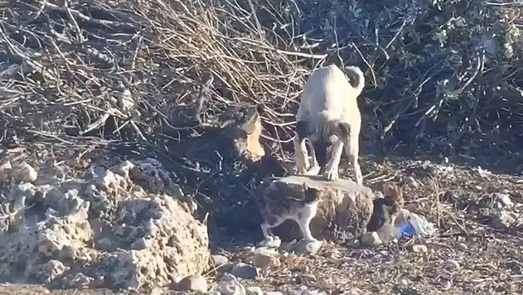 'Sokak köpeğinin kedilerle dostluğu'