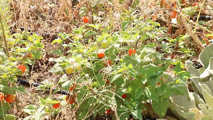 Eczacılık fakültesi serasında yüzden fazla tıbbi bitki yetiştiriliyor