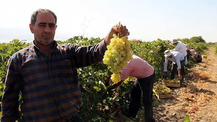 'Elazığ´da en `hoş üzüm´ hasadı'