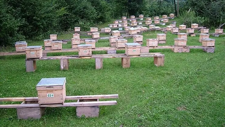 Malatya´da arıcılığın geliştirilmesi çabaları