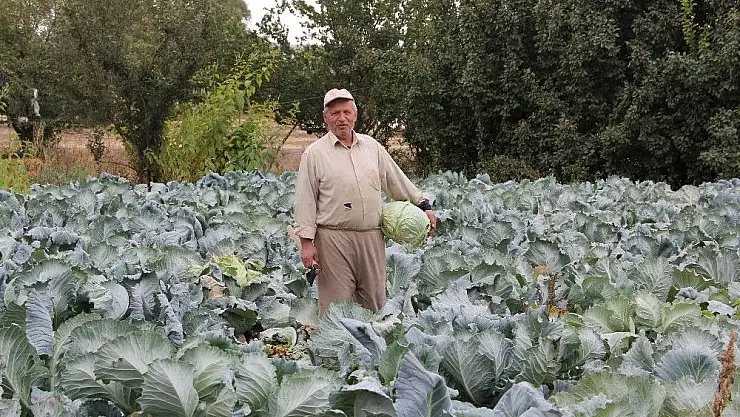 'Bir asırdır aynı tohumla lahana ekiyor'