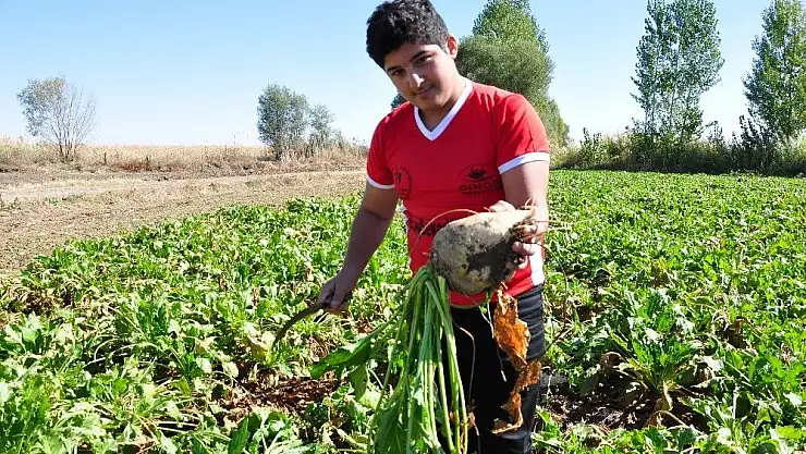 'Rizeli gençler, Elbistan´da horon eşliğinde pancar söktü'