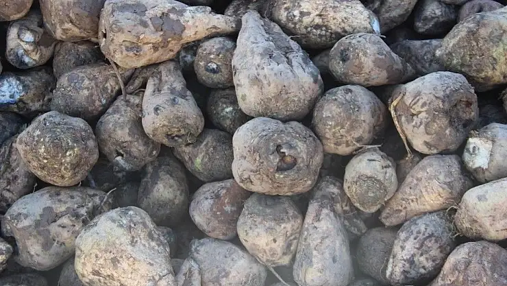 'Kuraklık pancar üreticisini vurdu.'