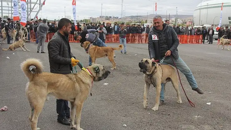 'Sivas´ta Çoban köpekleri güzellik yarışması'