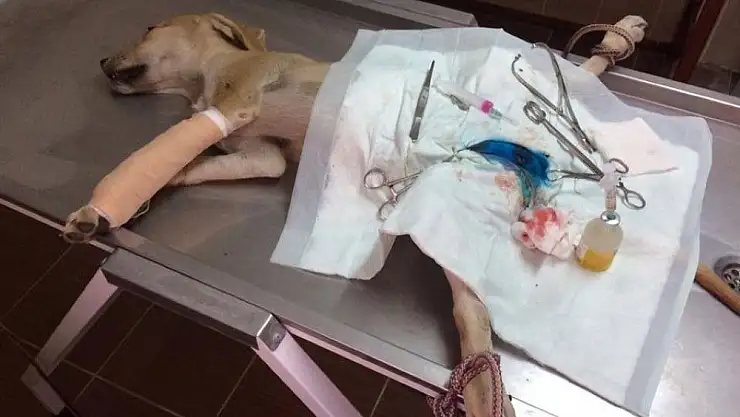 'Ayağı kırılan köpek tedavi edildi'