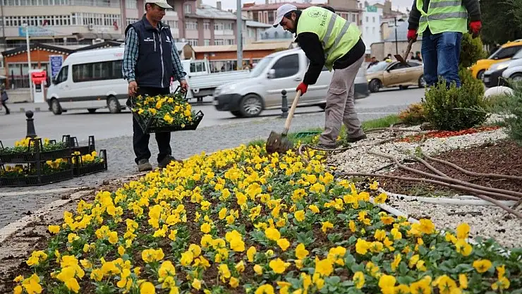 'Sivas´ta soğuğa dayanıklı çiçek dikildi'