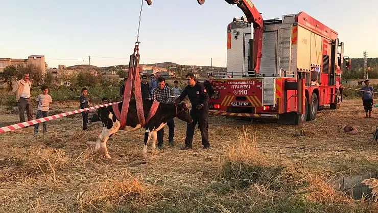 'Su kuyusuna düşen inek için seferber oldular'