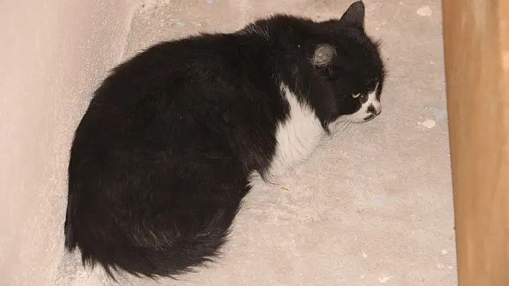 'İplik kediyi ayağından etti'