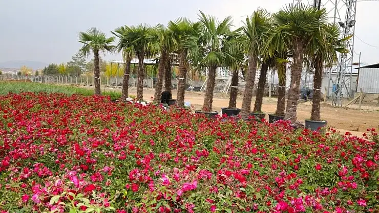 'Elazığ´da 106 bin ağaç toprakla buluşuyor'