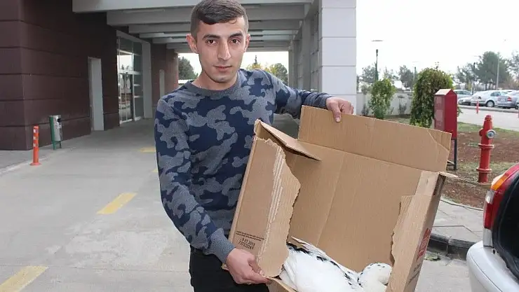 'Yolda bulduğu yaralı kazı, veteriner yerine hastaneye götürünce telef oldu'