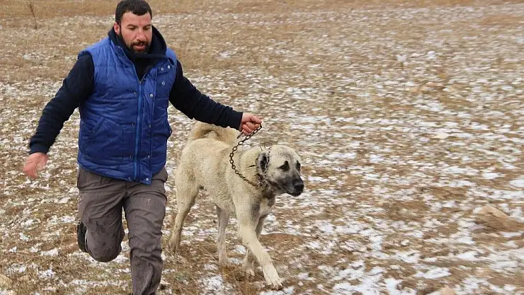 'Yağan kara en çok Kangallar sevindi'