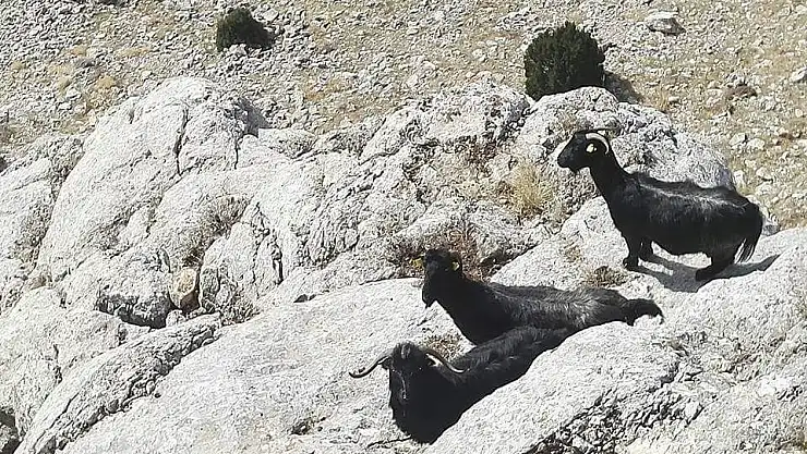 'Keçilerin imdadına dağcılar yetişti'