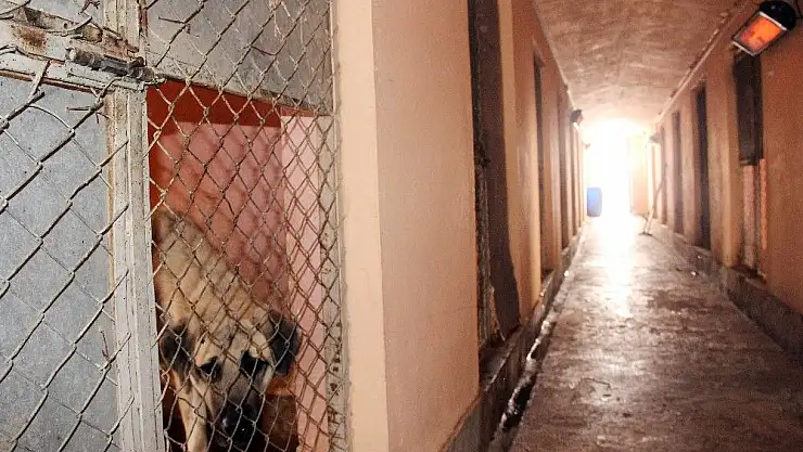 'Sokak hayvanlarına ısıtıcılı koruma'