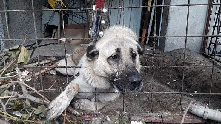 'Çoban köpeği boğulmaktan son anda kurtarıldı'