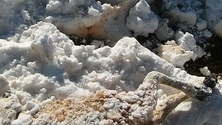 'Aç kurtlar 35 koyunu telef etti'