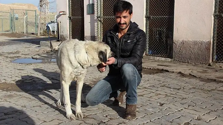 'İşkenceye uğrayan köpek hayata döndü'