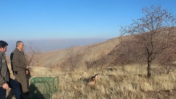 'Yaralı Kızıl Şahin özgürlüğe kavuştu'