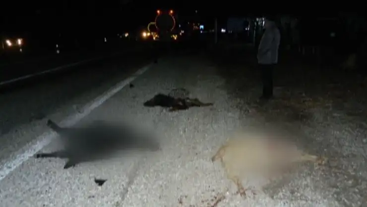 Malatya'da Akaryakıt tankeri küçükbaş hayvan sürüsüne daldı