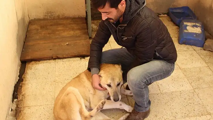 'Kalçasında tümör olan köpek hayata tutundu'