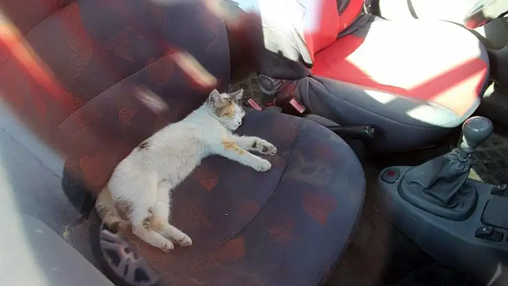 'Kaybettiği kedisini ihbar üzerine otomobilinde uyurken buldu'