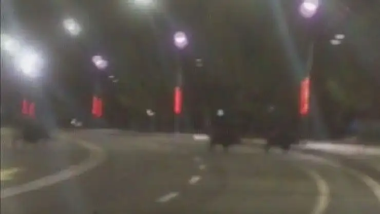 'Üniversite kampüsünü domuzlar bastı'