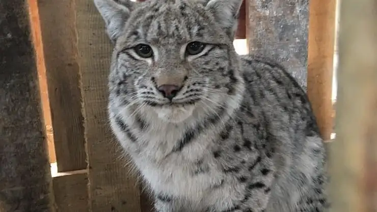 'Yavru vaşağa öğrenciler sahip çıktı'