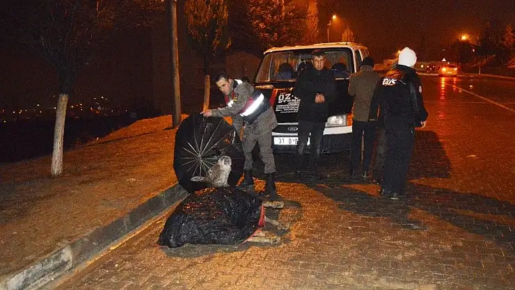 'Jandarma, yaralı eşek ıslanmasın diye şemsiye tuttu'