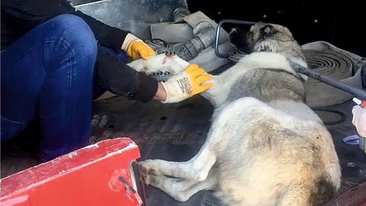 'Yaralı sokak köpeği tedavi edildi'