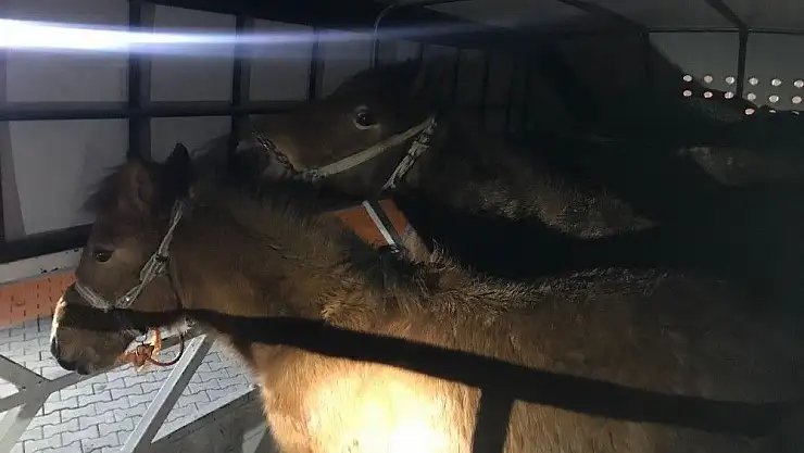 'Kahramanmaraş´ta kaçak at kesimi şüphesiyle durdurulan kamyonda, 6 ata el konuldu.'