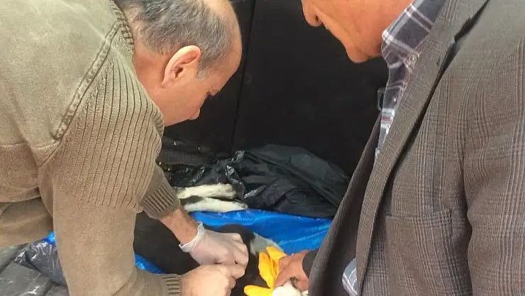 'Yaralı köpek tedavi edildi'