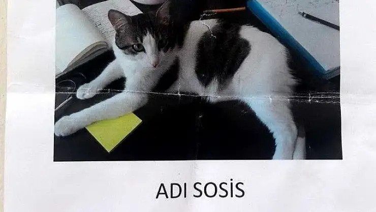 'Kaybolan kedi için `kayıp´ ilanı'