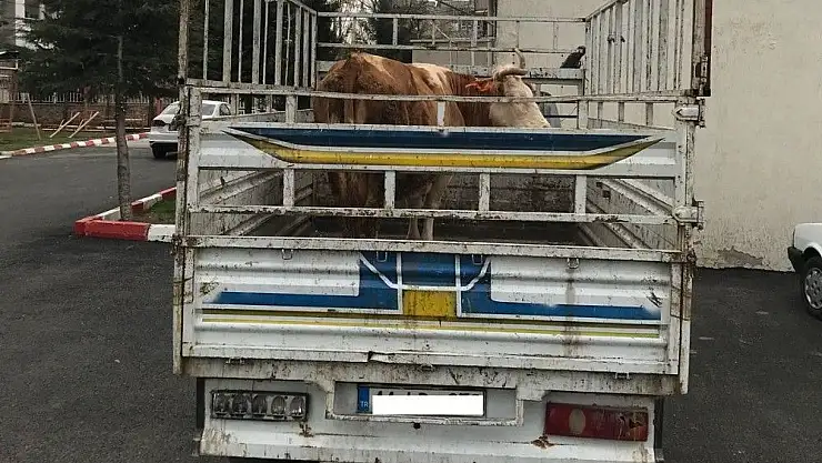 'Jandarma hayvan hırsızlarını yakaladı'